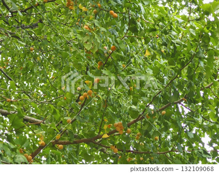 Abundant ginkgo fruit (20251010130408) Abundant ginkgo fruit (20251010130408) 132109068