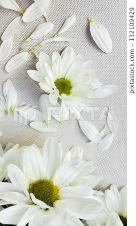 white daisies on a white background white daisies on a white background 132109429