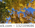 A vibrant, low-angle shot, looking straight up into the dense canopy of Maple trees during the peak Autumn season. 132109686