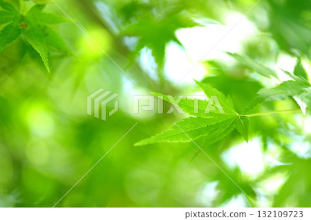 Fresh green season 132109723