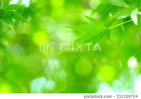 Fresh green season 132109724