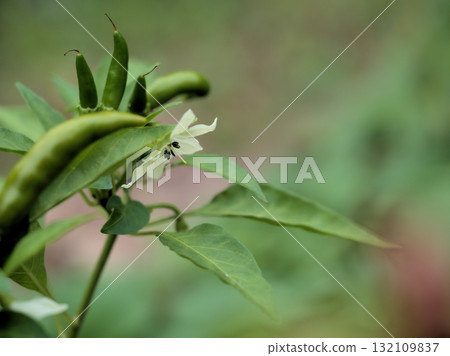 Small, pretty white pepper flowers blooming in October Small, pretty white pepper flowers blooming in October 132109837