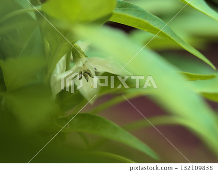 Small, pretty white pepper flowers blooming in October 132109838