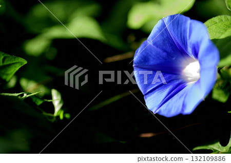 路邊的牽牛花 132109886