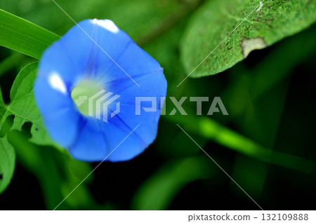 路邊的牽牛花 132109888