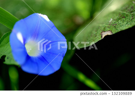 路邊的牽牛花 132109889