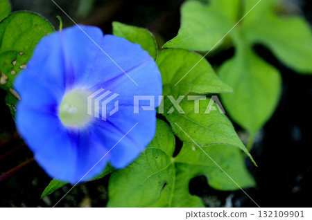 路邊的牽牛花 路邊的牽牛花 132109901