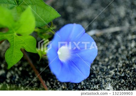 路邊的牽牛花 132109903