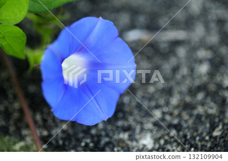 路邊的牽牛花 路邊的牽牛花 132109904