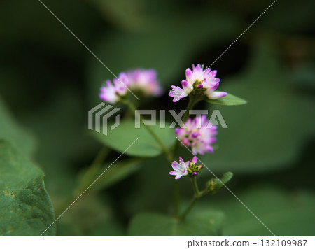 Pink Mizosoba (Mizo-buckwheat) flowers blooming in October Pink Mizosoba (Mizo-buckwheat) flowers blooming in October 132109987
