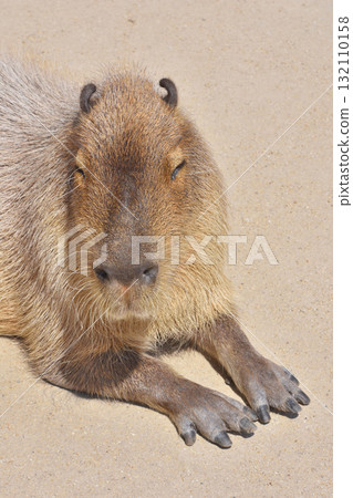 Capybara Capybara 132110158