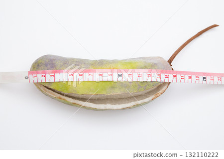 五葉木通(五葉木通)果實大小 最大尺寸 五葉木通(五葉木通)果實大小 最大尺寸 132110222