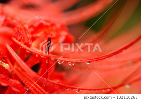 I saw a cluster amaryllis someday 132110265