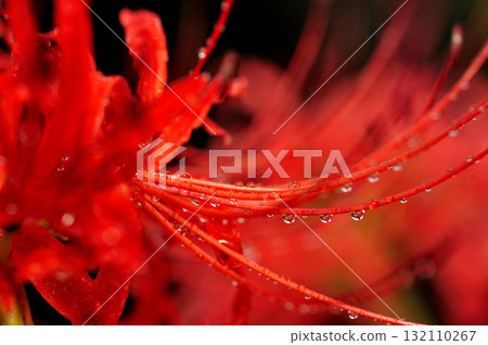 有一天我看到了一簇孤挺花 132110267