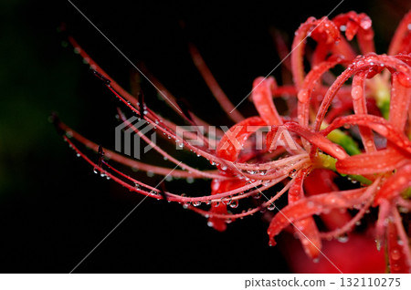 I saw a cluster amaryllis someday I saw a cluster amaryllis someday 132110275