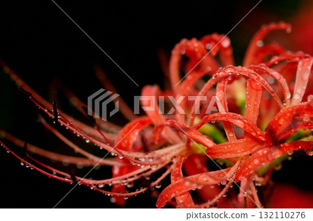 I saw a cluster amaryllis someday I saw a cluster amaryllis someday 132110276