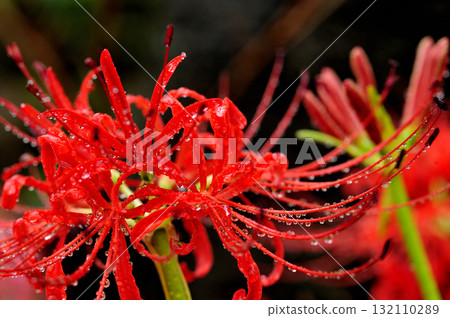 有一天我看到了一簇孤挺花 132110289