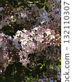 A beautiful, close-up photograph capturing clusters of delicate lilac blossoms Syringa vulgaris bathed in bright spring sunlight 132110307
