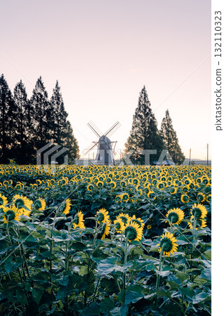 Sunflower fields and windmills at Akebonoyama Agricultural Park (morning) Sunflower fields and windmills at Akebonoyama Agricultural Park (morning) 132110323