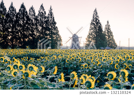 Sunflower fields and windmills at Akebonoyama Agricultural Park (morning) Sunflower fields and windmills at Akebonoyama Agricultural Park (morning) 132110324