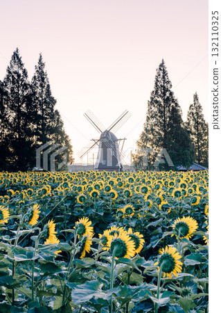 Sunflower fields and windmills at Akebonoyama Agricultural Park (morning) 132110325