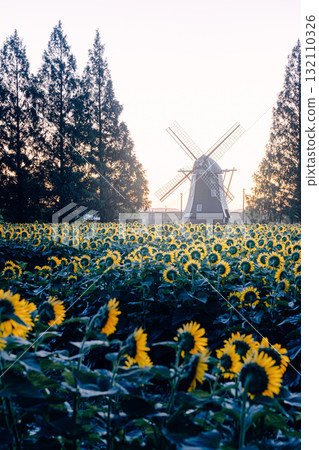 Sunflower fields and windmills at Akebonoyama Agricultural Park (morning) 132110326