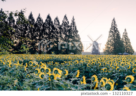 Sunflower fields and windmills at Akebonoyama Agricultural Park (morning) 132110327