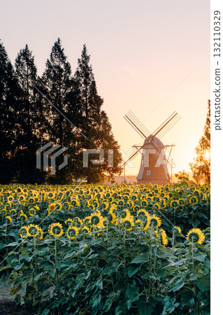 Sunflower fields and windmills at Akebonoyama Agricultural Park (morning) Sunflower fields and windmills at Akebonoyama Agricultural Park (morning) 132110329