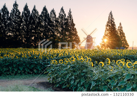 Sunflower fields and windmills at Akebonoyama Agricultural Park (morning) Sunflower fields and windmills at Akebonoyama Agricultural Park (morning) 132110330