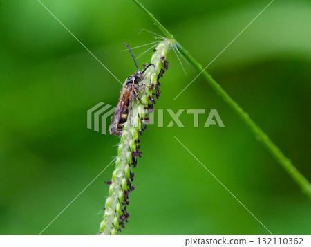 一隻黑角蜂科（Ceratidae）的長角地面蜂停歇在禾本科（Gramineae）雀稗（Paspalum gracilis）的耳朵上 132110362