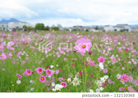 多雲的天空下,一片盛開的波斯菊花海,遠處可見一片住宅區 多雲的天空下,一片盛開的波斯菊花海,遠處可見一片住宅區 132110368