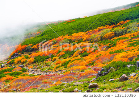Autumn leaves along the Norikura Echo Line covered in fog (2025) Autumn leaves along the Norikura Echo Line covered in fog (2025) 132110380
