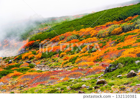 Autumn leaves along the Norikura Echo Line covered in fog (2025) Autumn leaves along the Norikura Echo Line covered in fog (2025) 132110381