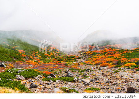 Autumn leaves along the Norikura Echo Line covered in fog (2025) Autumn leaves along the Norikura Echo Line covered in fog (2025) 132110384
