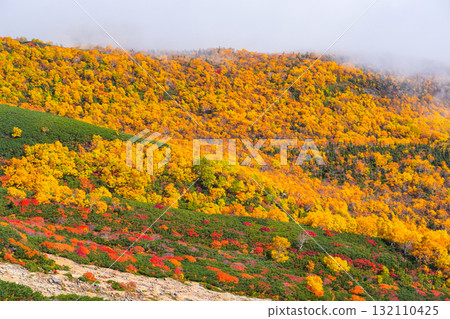 Autumn leaves along the Norikura Echo Line covered in fog (2025) 132110425