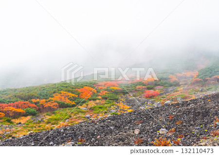 Autumn leaves along the Norikura Echo Line covered in fog (2025) Autumn leaves along the Norikura Echo Line covered in fog (2025) 132110473
