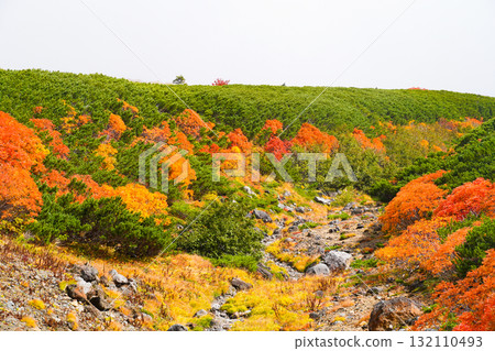 乘鞍迴聲線沿線的紅葉（2025年） 132110493