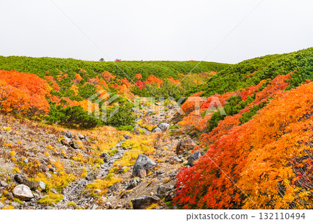 乘鞍迴聲線沿線的紅葉（2025年） 132110494
