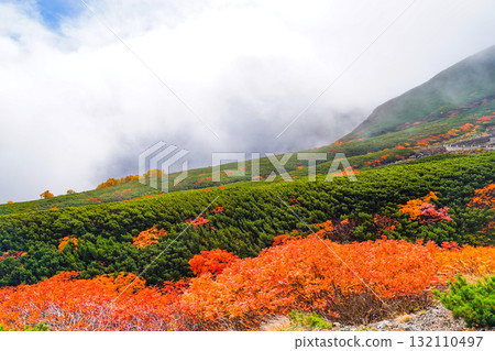 Autumn leaves along the Norikura Echo Line covered in fog (2025) Autumn leaves along the Norikura Echo Line covered in fog (2025) 132110497