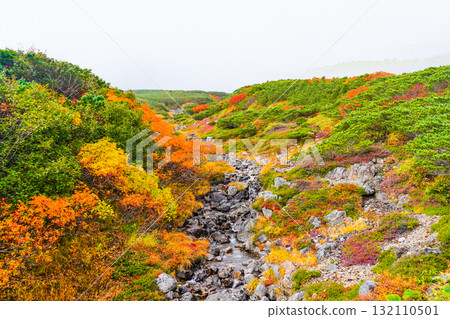 霧氣籠罩下的乘鞍迴聲線秋葉（2025年） 132110501
