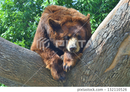 美國黑熊 132110526