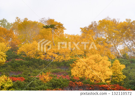 Autumn leaves along the Norikura Echo Line (2025) 132110572