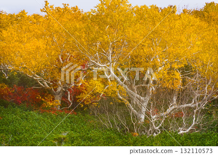 乘鞍迴聲線沿線的紅葉(2025年) 乘鞍迴聲線沿線的紅葉(2025年) 132110573