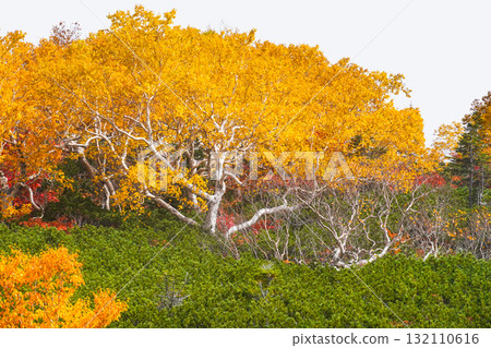 Autumn leaves along the Norikura Echo Line (2025) 132110616
