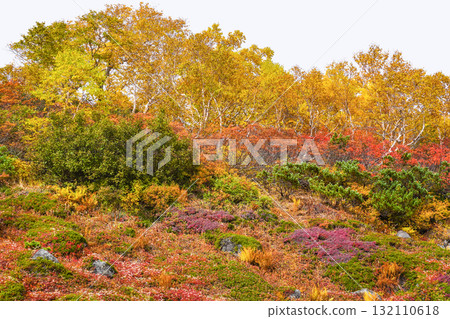 Autumn leaves along the Norikura Echo Line (2025) 132110618