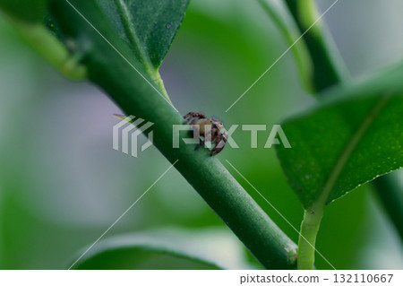 一隻飛蜘蛛的傢伙 132110667