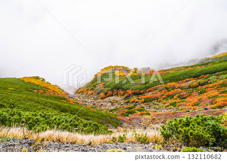Autumn leaves along the Norikura Echo Line covered in fog (2025) Autumn leaves along the Norikura Echo Line covered in fog (2025) 132110682