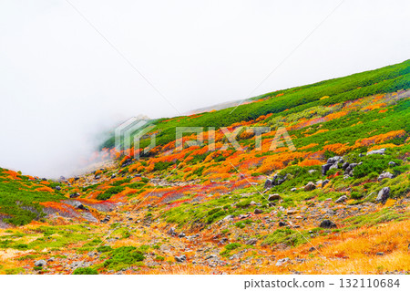Autumn leaves along the Norikura Echo Line covered in fog (2025) 132110684