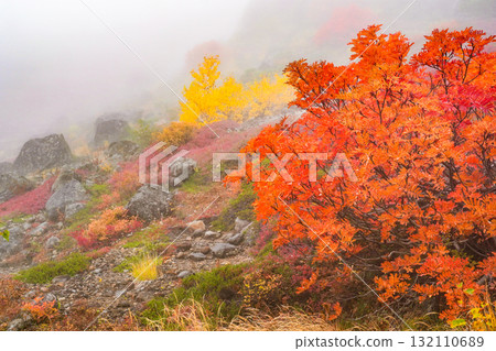 Autumn leaves along the Norikura Echo Line covered in fog (2025) 132110689