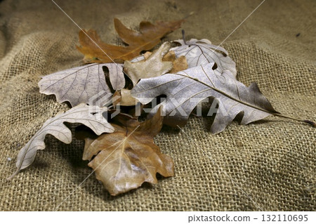 Autumn oak leaves on burlap background Autumn oak leaves on burlap background 132110695